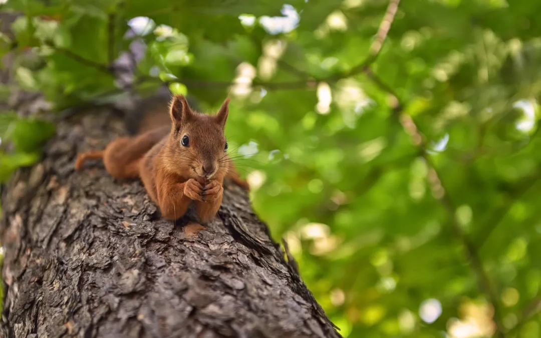 funny squirrel